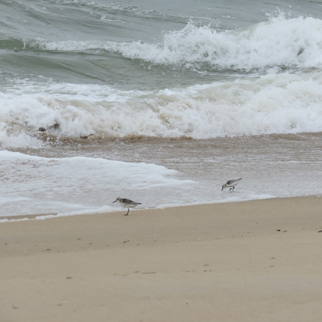 Cape Henlopen State Park in Lewes DE 49 of 55 (#0122)