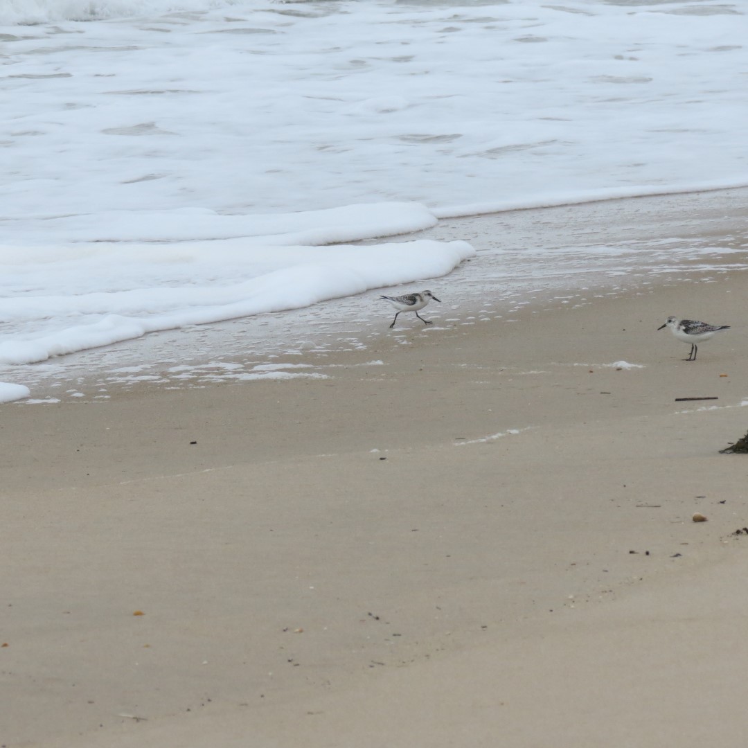 Cape Henlopen State Park in Lewes DE 50 of 55 (#0123)