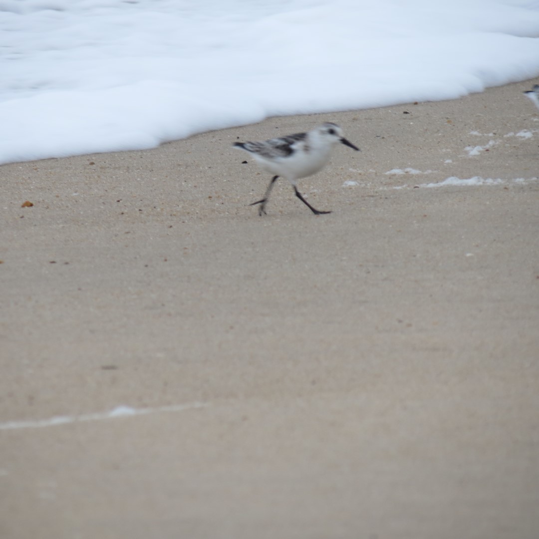 Cape Henlopen State Park in Lewes DE 51 of 55 (#0124)