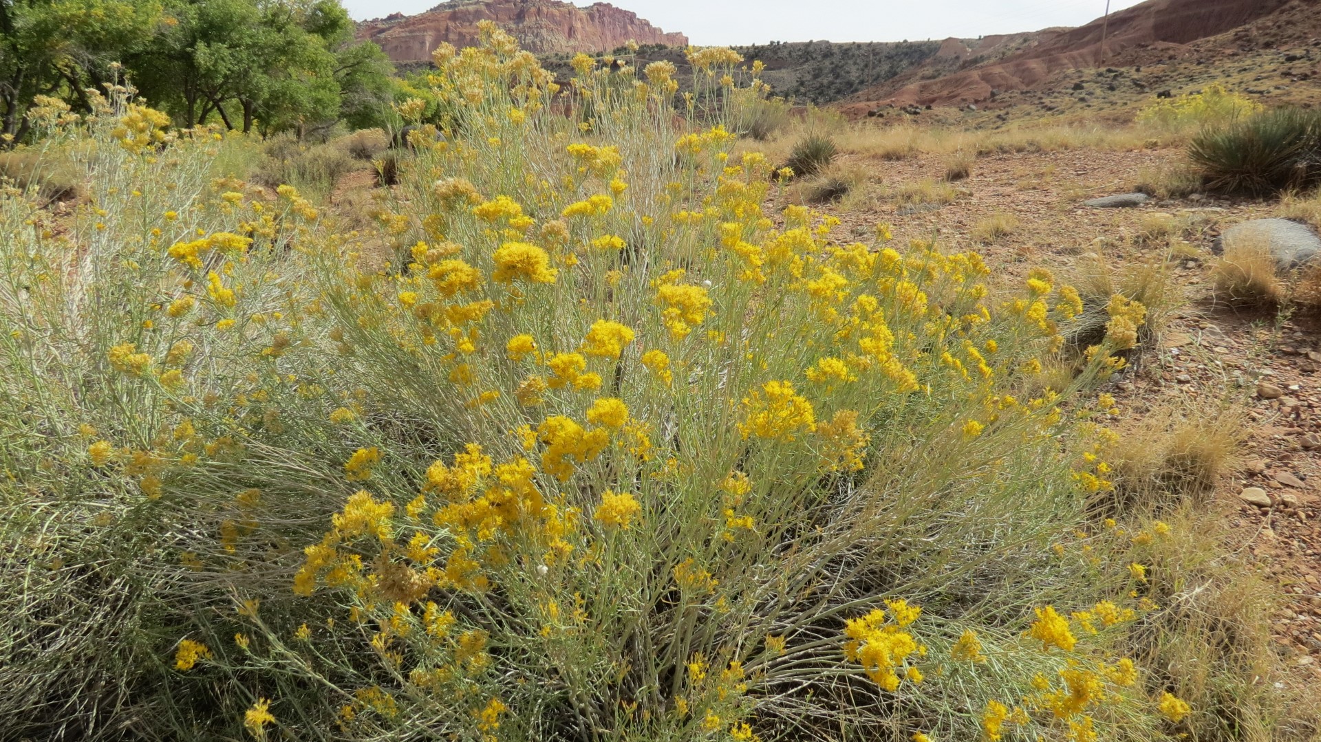 Scenery in Capitol Reef National Park in Utah  2 of  5 (#0226)