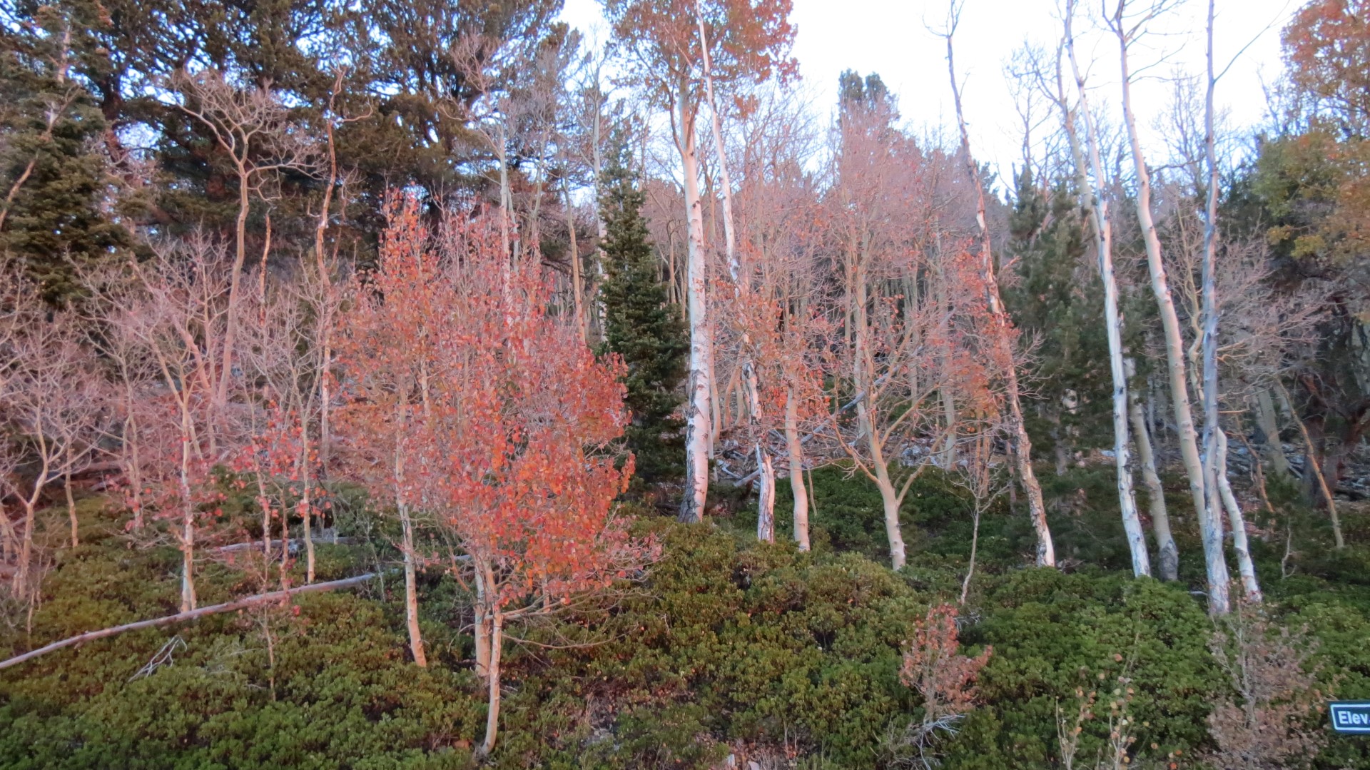 Scenery within Great Basin National Park in Nevada 15 of 92 (#0483)