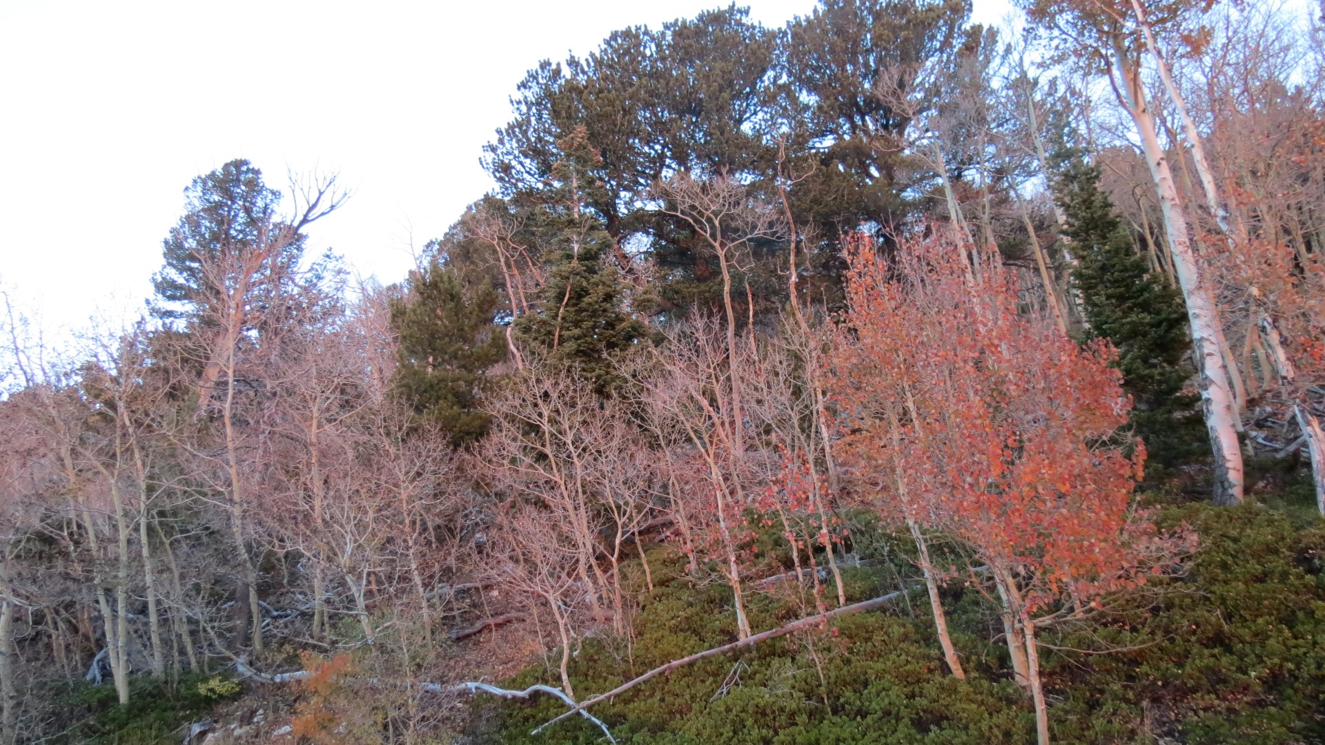 Scenery within Great Basin National Park in Nevada 16 of 92 (#0484)