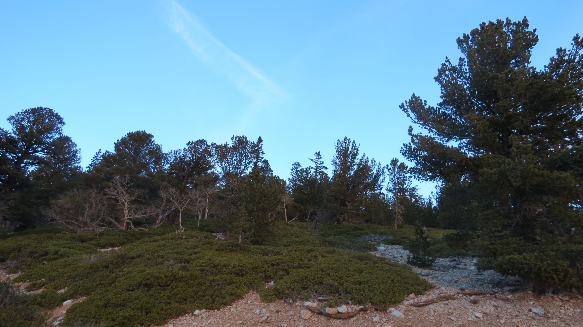 Scenery within Great Basin National Park in Nevada 30 of 92 (#0508)