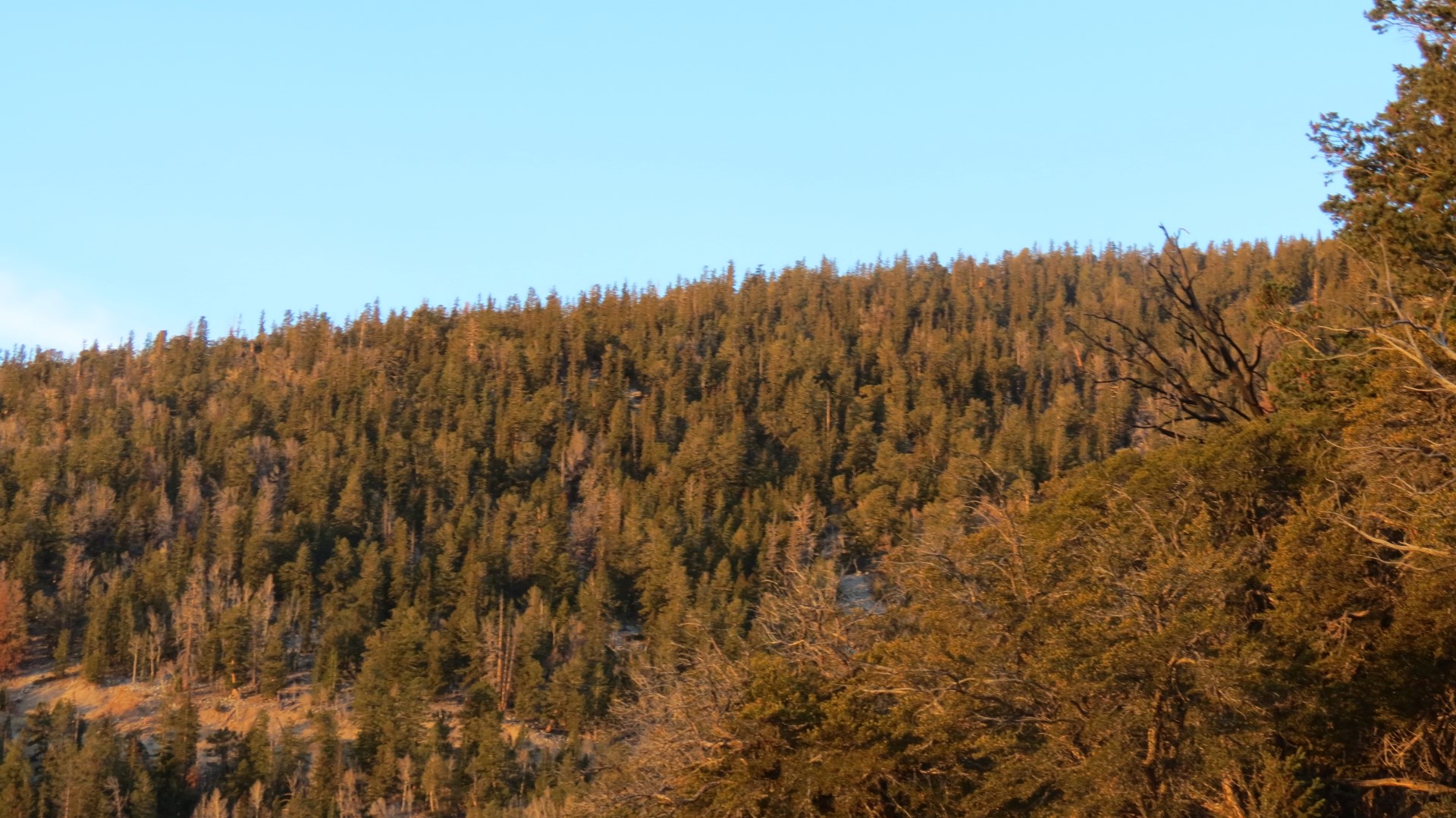 Scenery within Great Basin National Park in Nevada 35 of 92 (#0518)