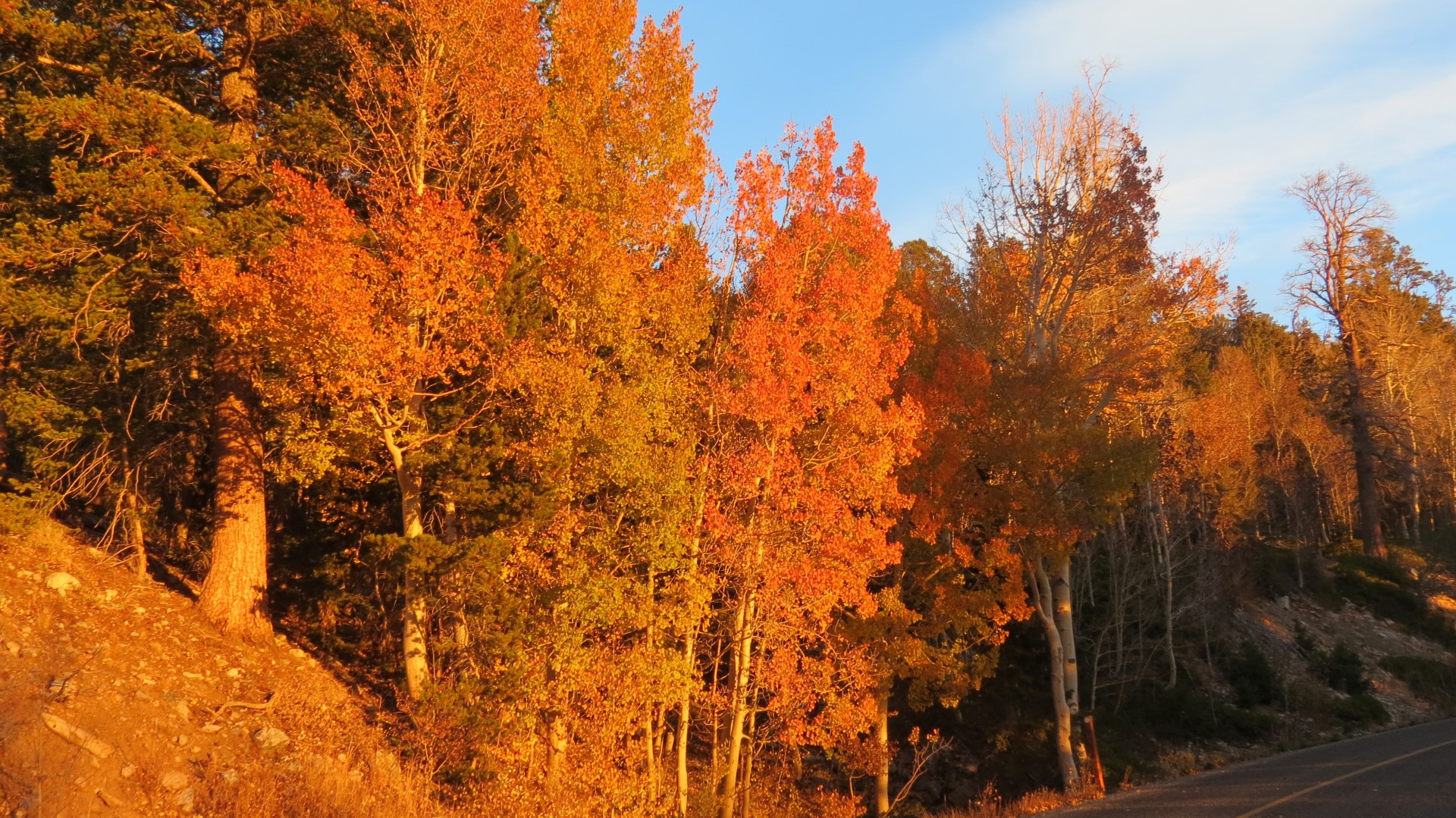 Scenery within Great Basin National Park in Nevada 36 of 92 (#0520)
