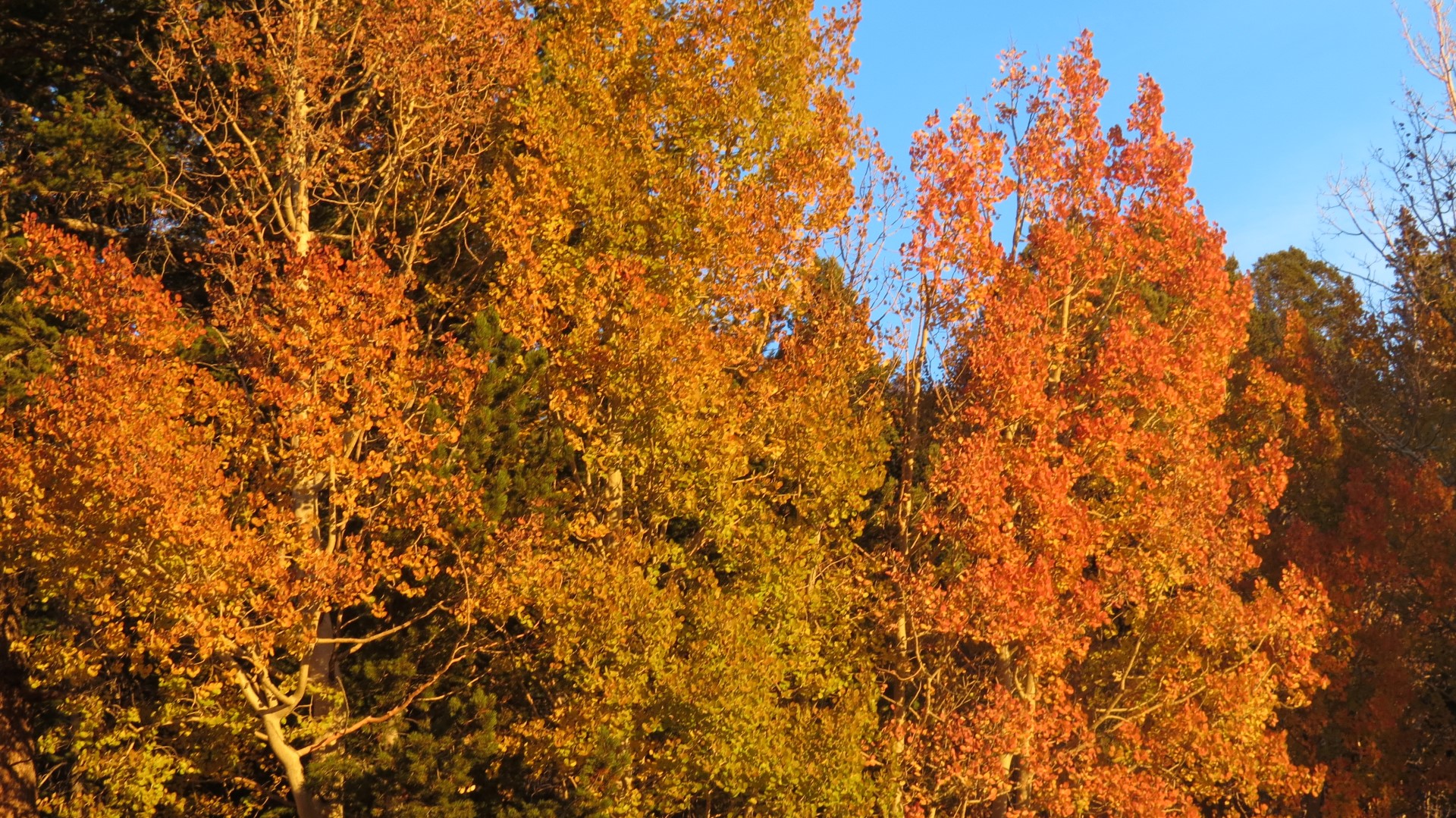 Scenery within Great Basin National Park in Nevada 38 of 92 (#0522)