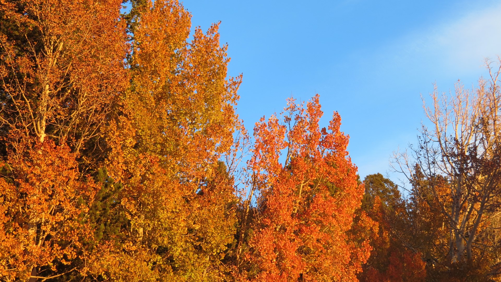 Scenery within Great Basin National Park in Nevada 39 of 92 (#0523)