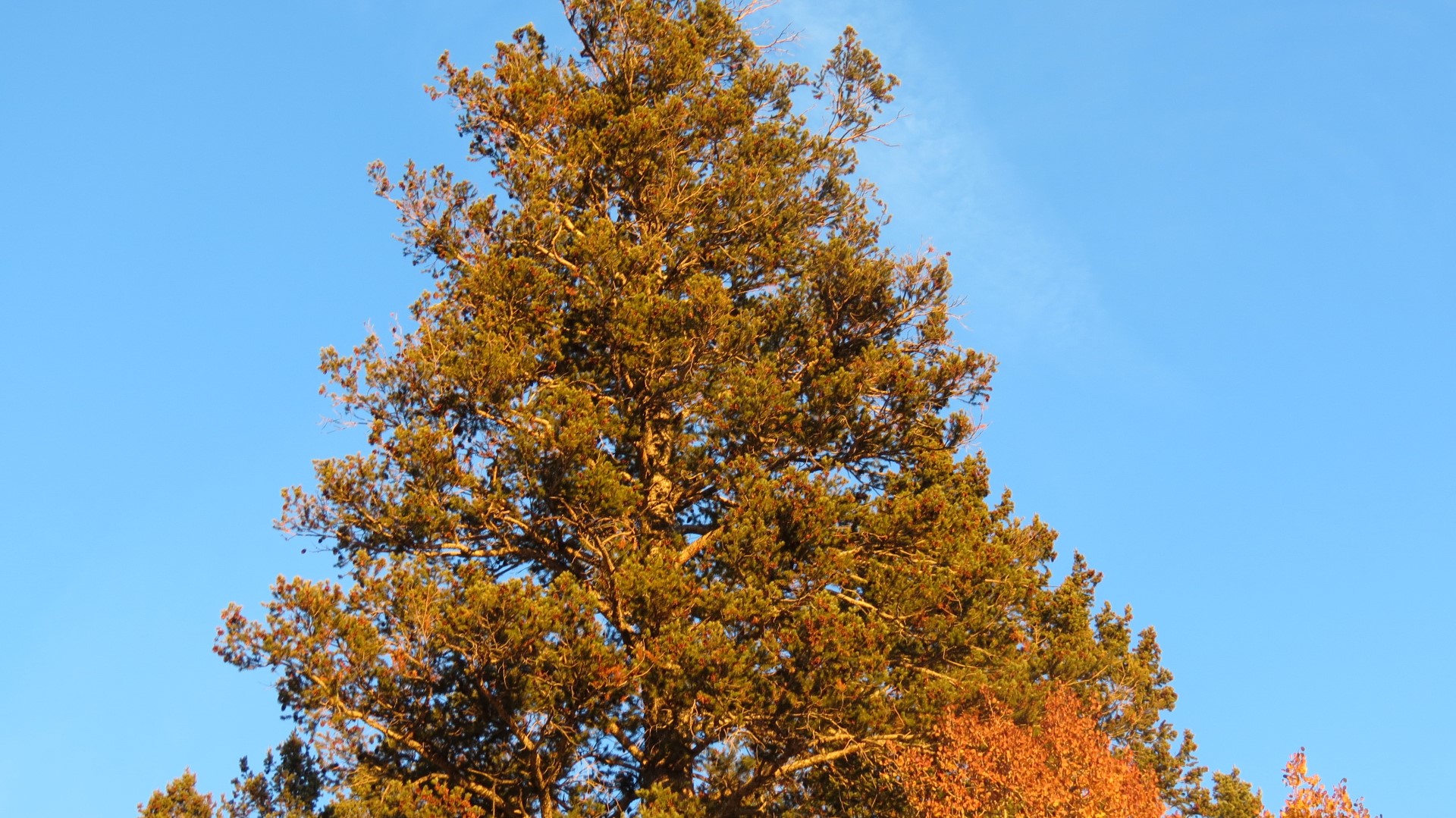Scenery within Great Basin National Park in Nevada 40 of 92 (#0524)
