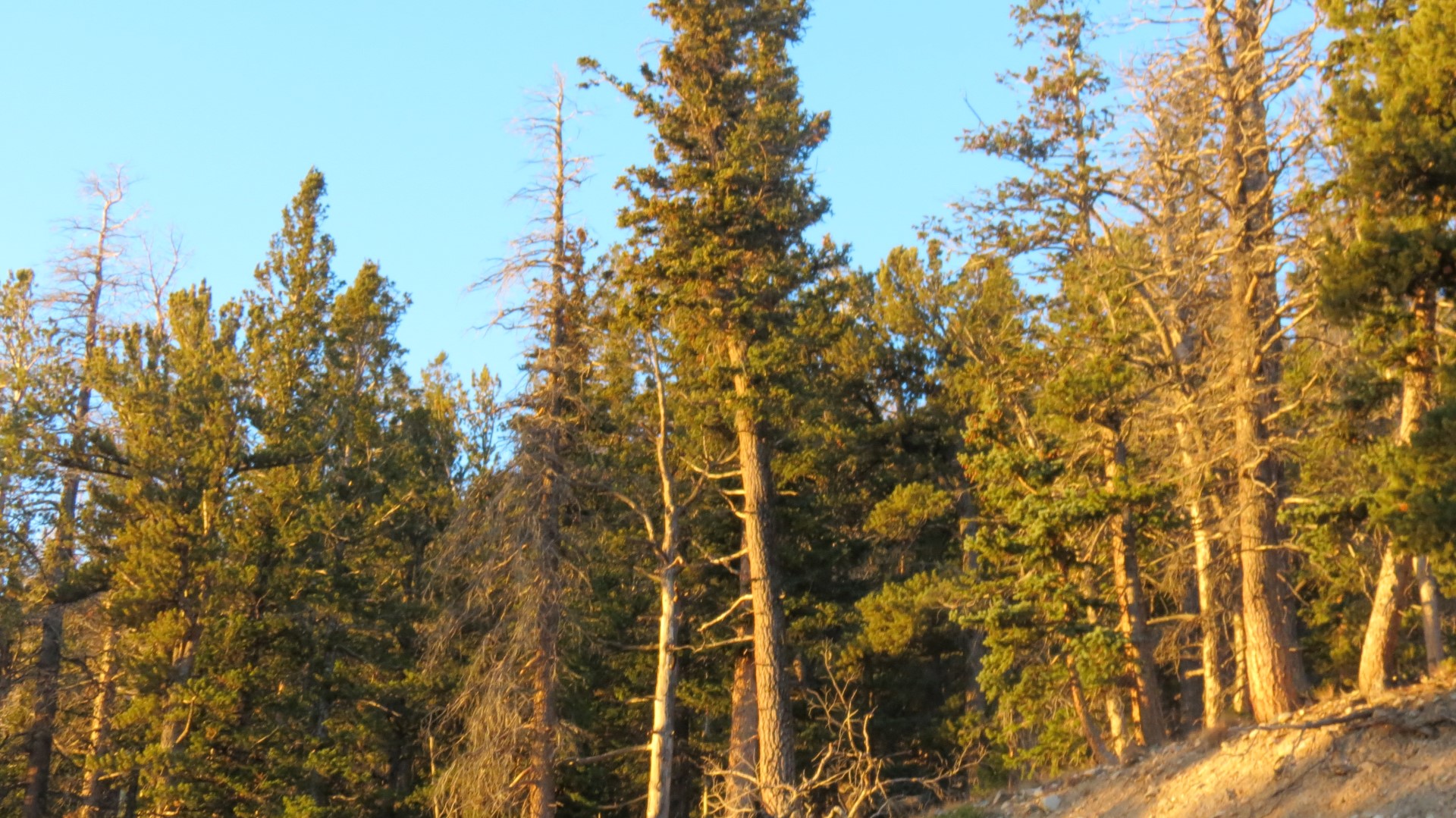 Scenery within Great Basin National Park in Nevada 41 of 92 (#0525)