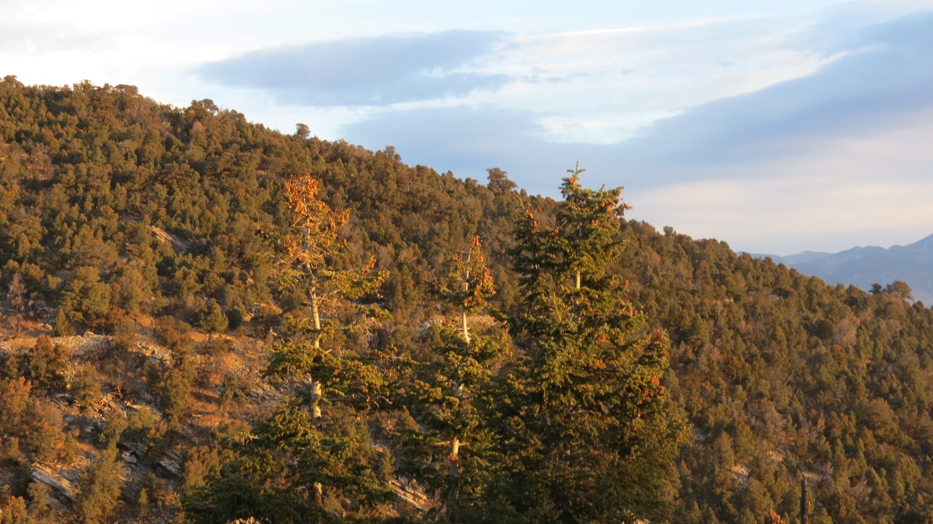 Scenery within Great Basin National Park in Nevada 72 of 92 (#0562)