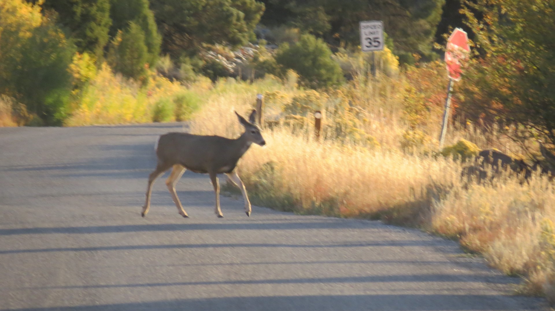Wildlife in Great Basin National Park in Nevada  1 of  5 (#0585)