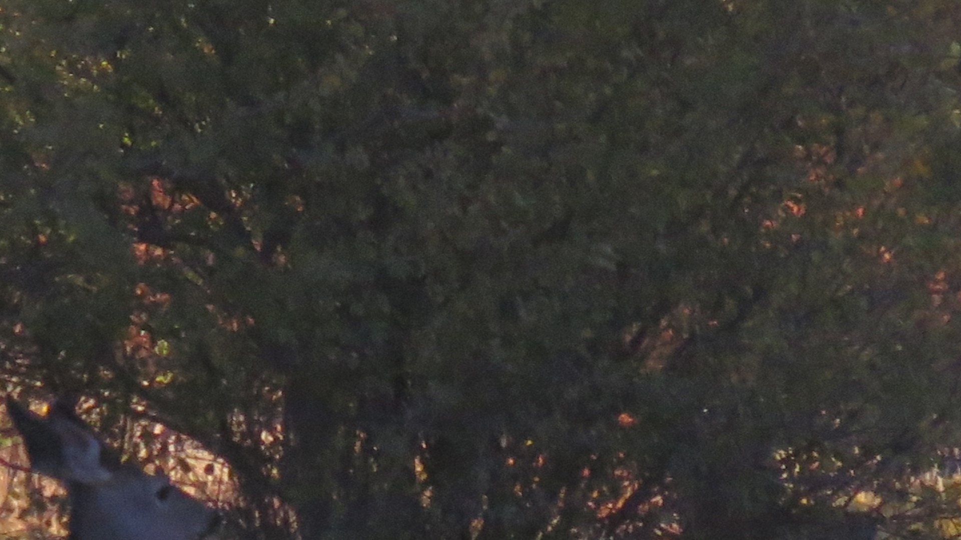 Wildlife in Great Basin National Park in Nevada  2 of  5 (#0588)