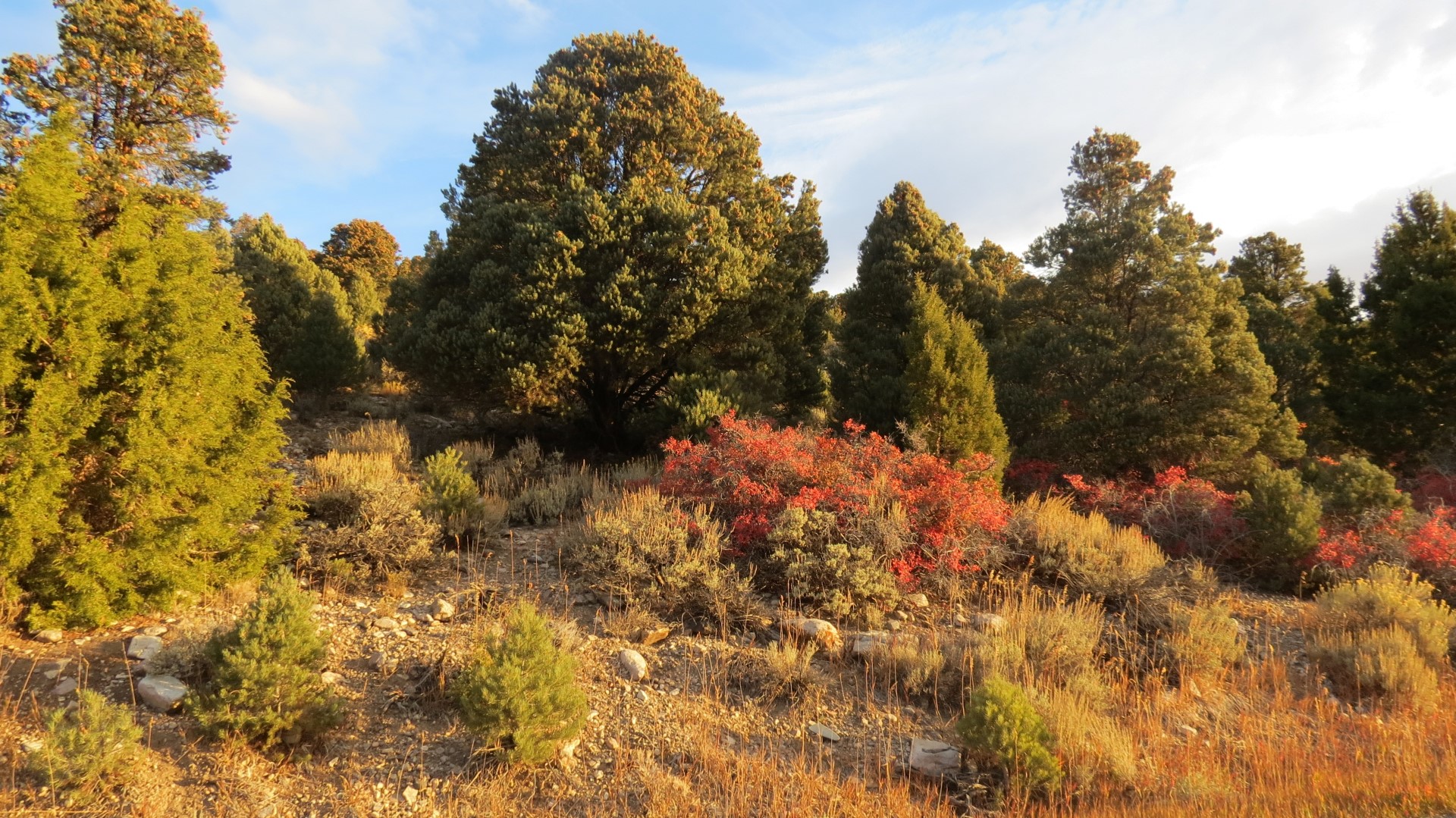 Scenery within Great Basin National Park in Nevada 88 of 92 (#0589)