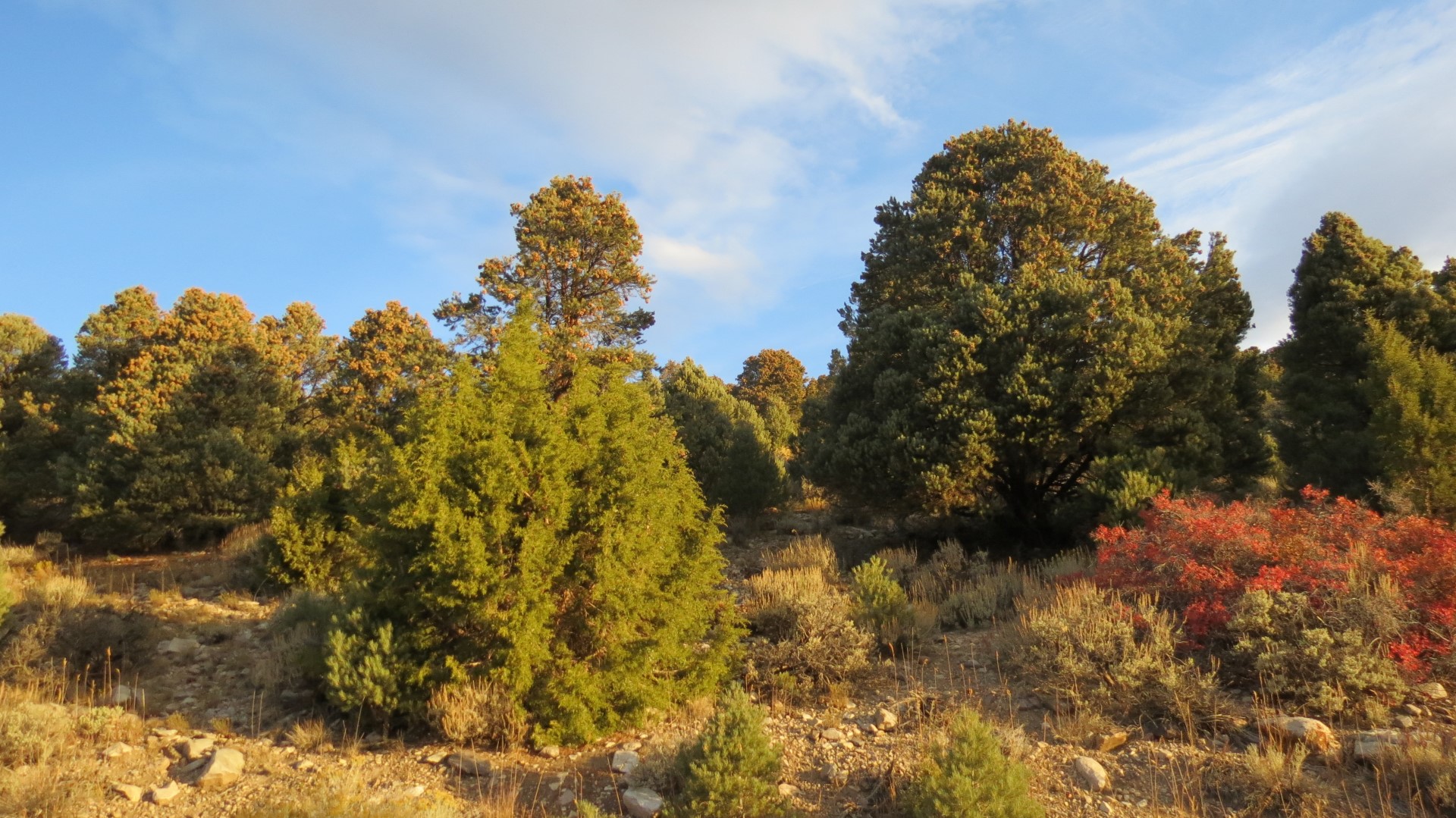 Scenery within Great Basin National Park in Nevada 89 of 92 (#0590)