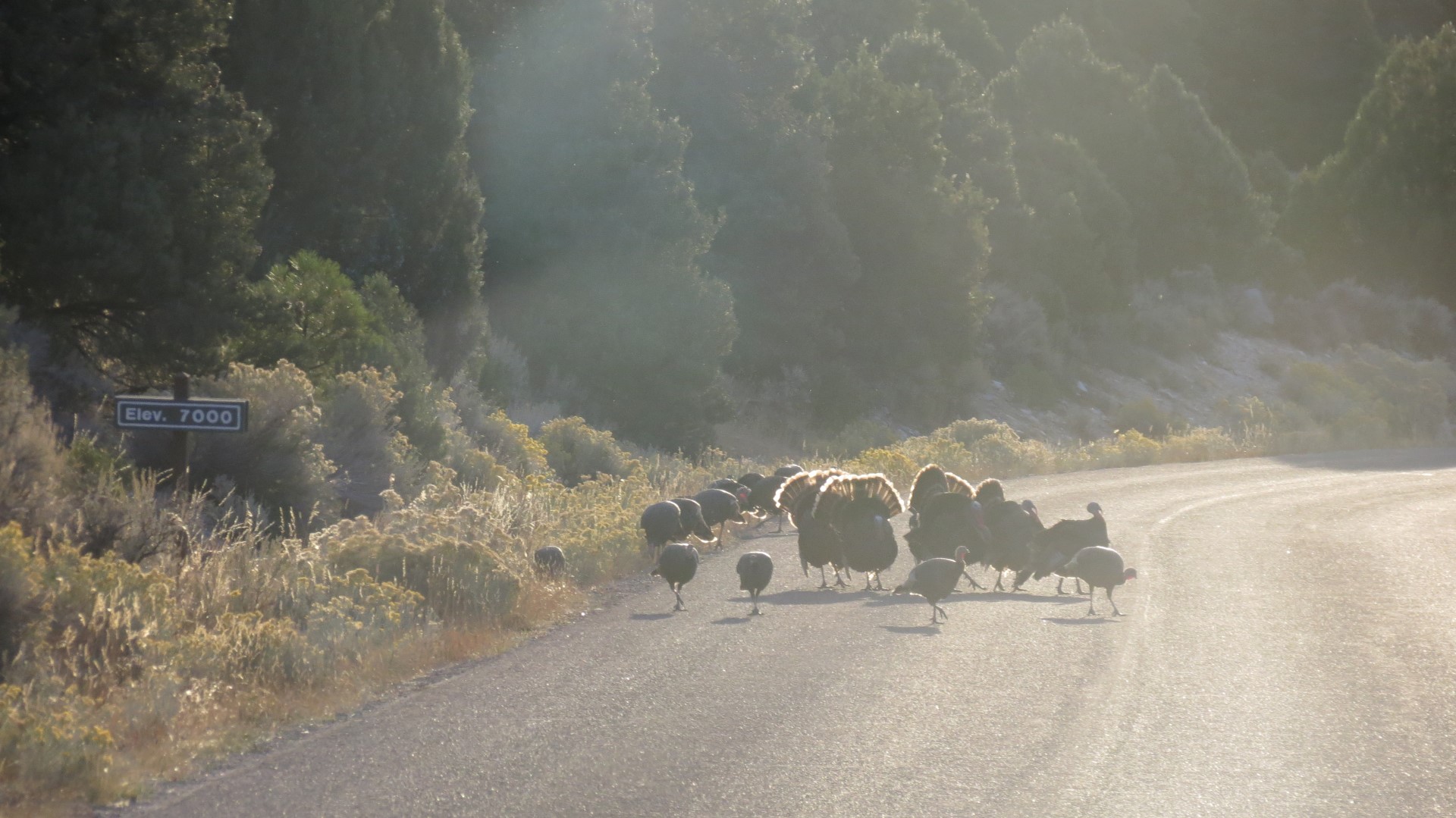 Wildlife in Great Basin National Park in Nevada  3 of  5 (#0591)