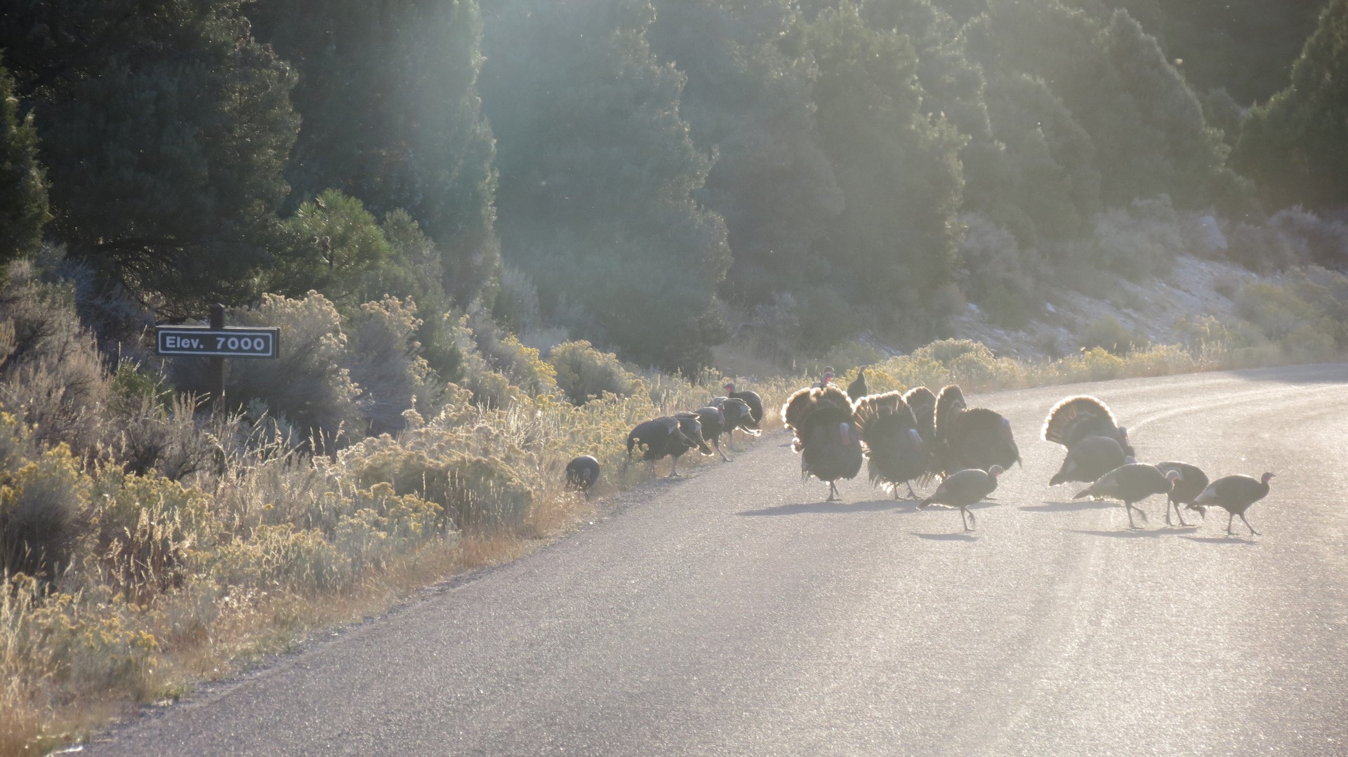 Wildlife in Great Basin National Park in Nevada  4 of  5 (#0592)