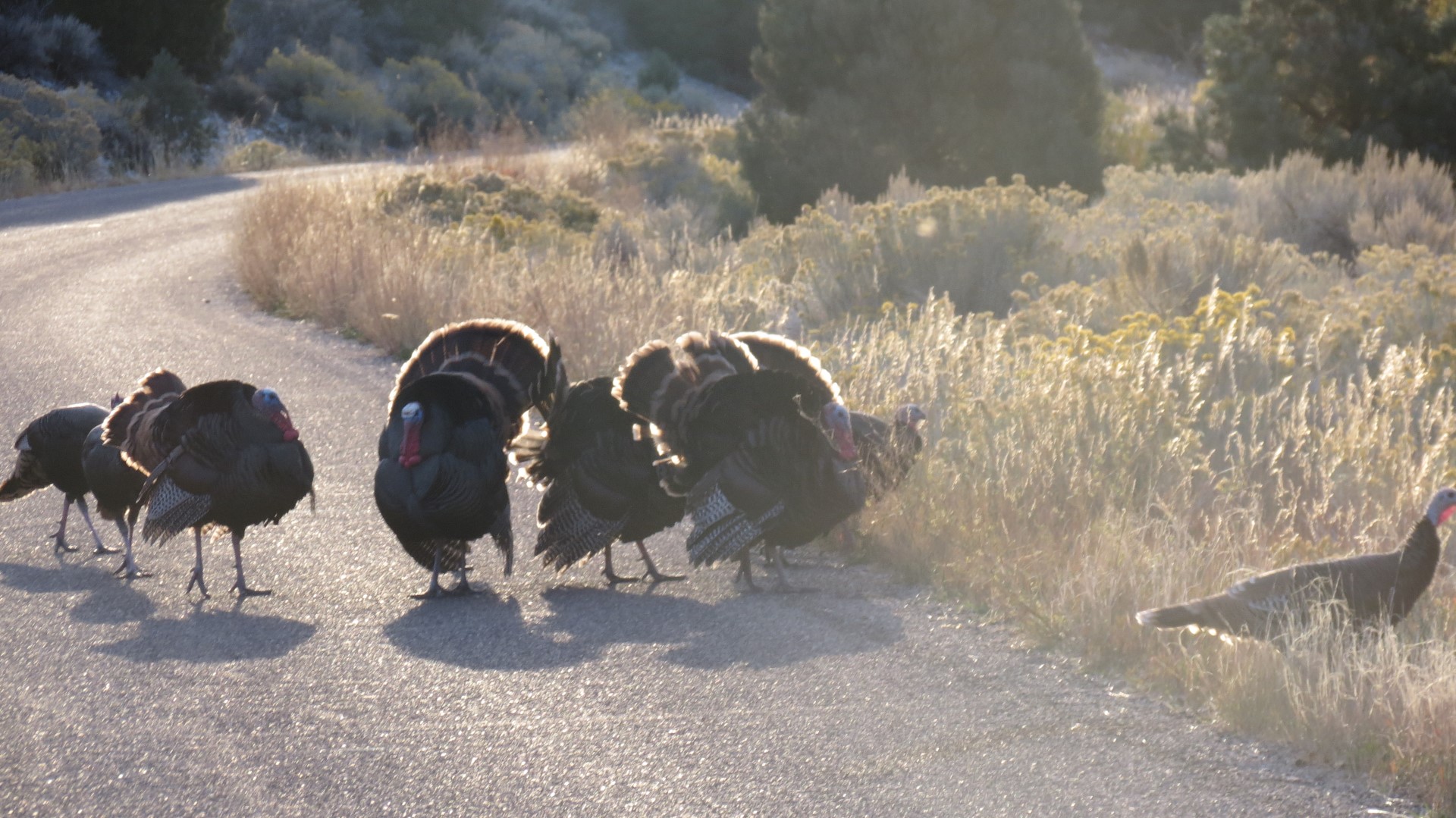 Wildlife in Great Basin National Park in Nevada  5 of  5 (#0593)