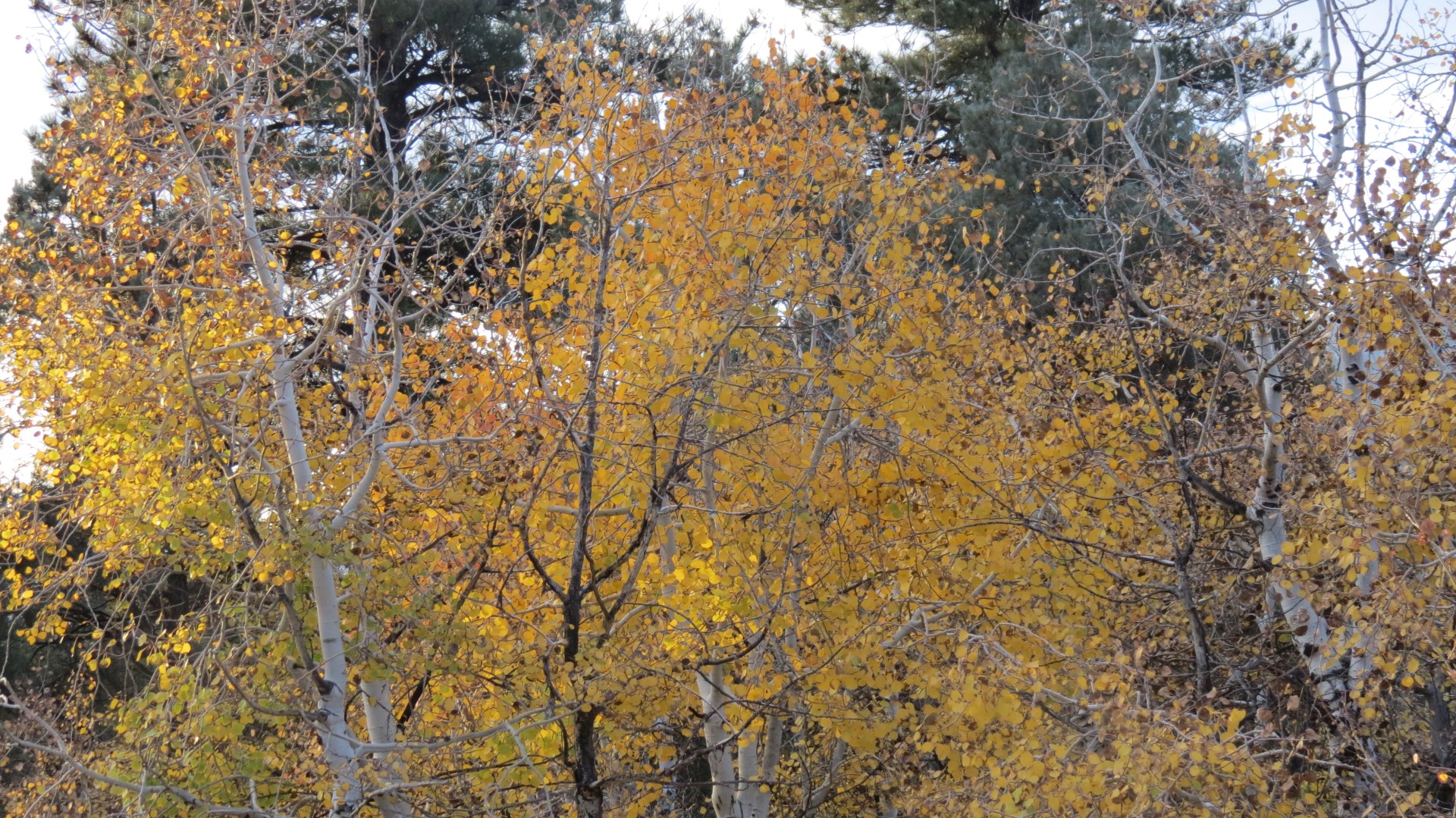 Scenery within Great Basin National Park in Nevada 90 of 92 (#0594)