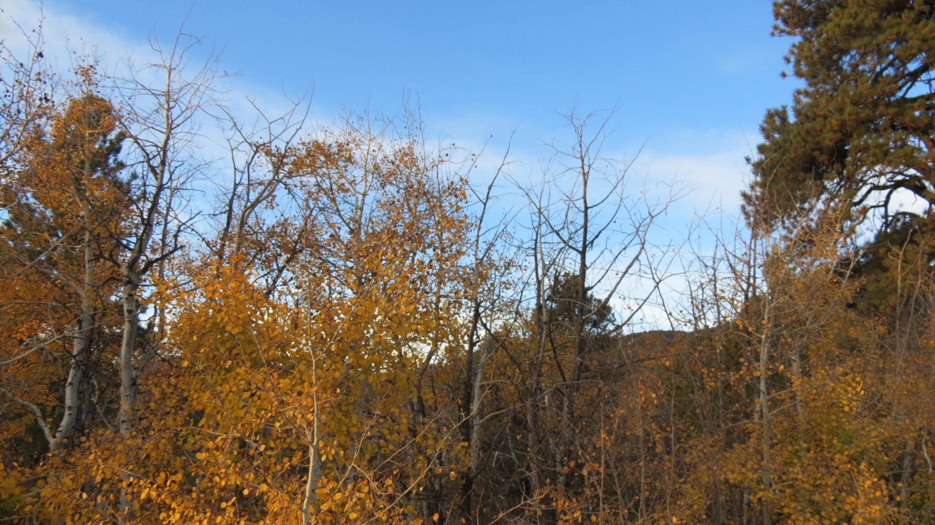 Scenery within Great Basin National Park in Nevada 91 of 92 (#0596)