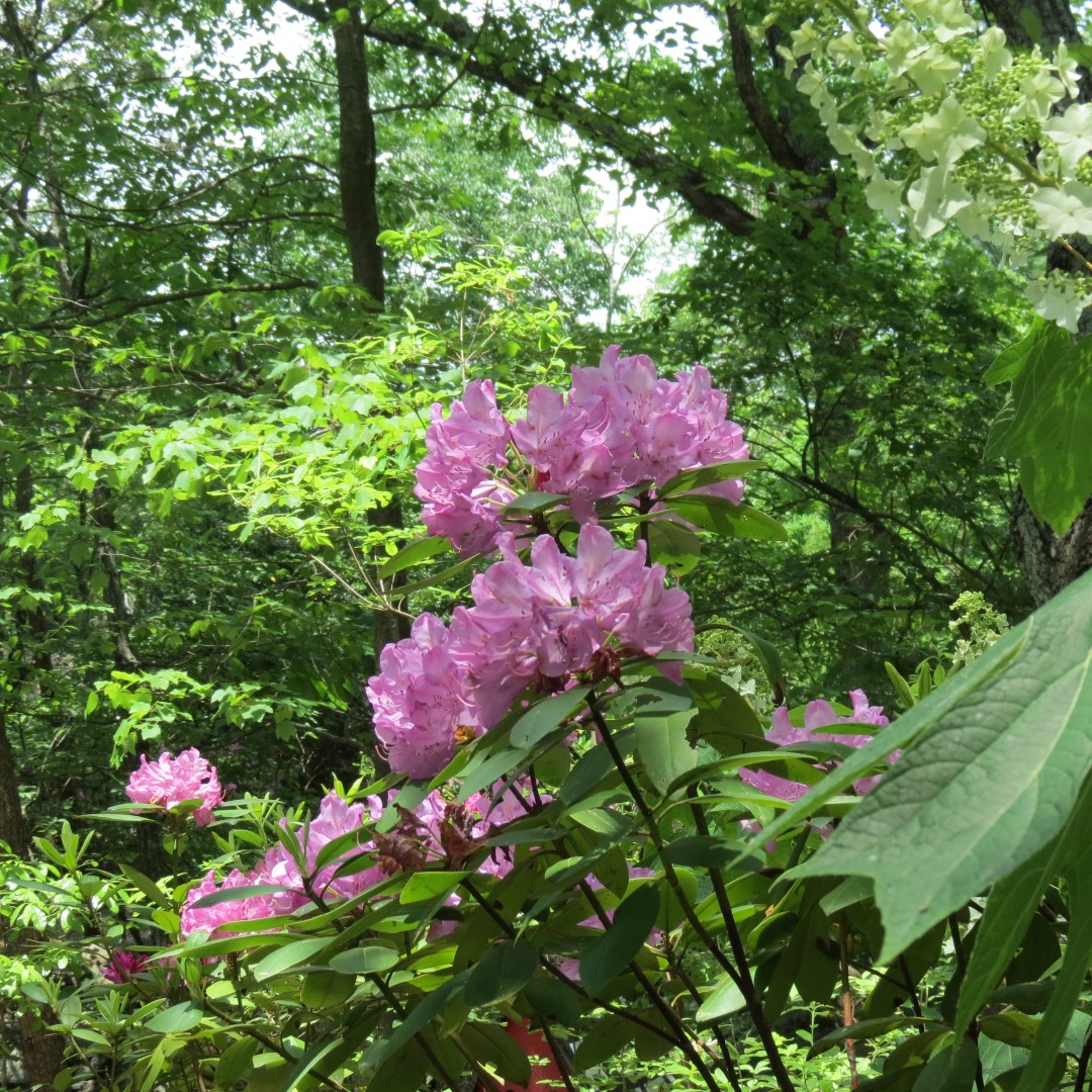 Lookout Mountain at Rock City 27 of 28 (#9060)
