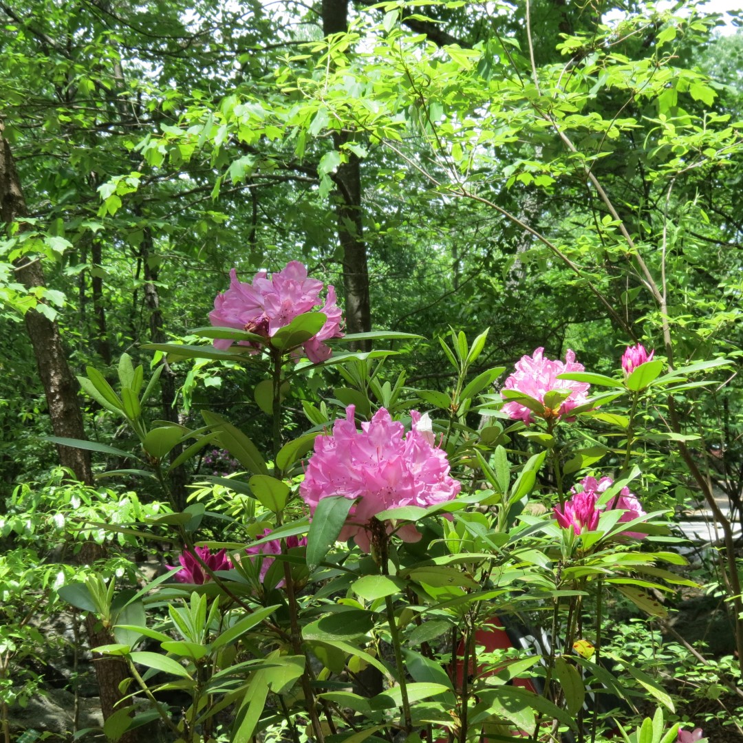 Lookout Mountain at Rock City 28 of 28 (#9061)