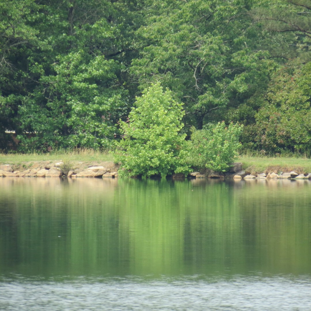 Lake Conasauga  4 of  4 (#9072)