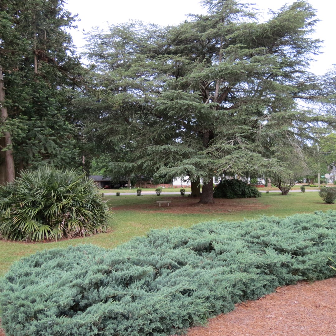 Plains GA home of President Jimmy Carter  5 of 5 (#9077)