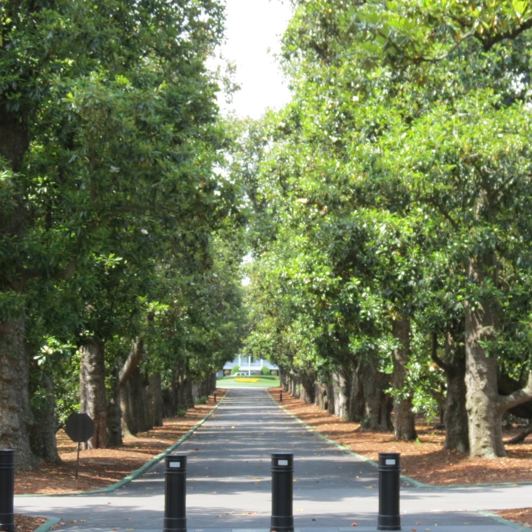 Augusta National Golf Course (sort of)  4 of  5 (#9158)