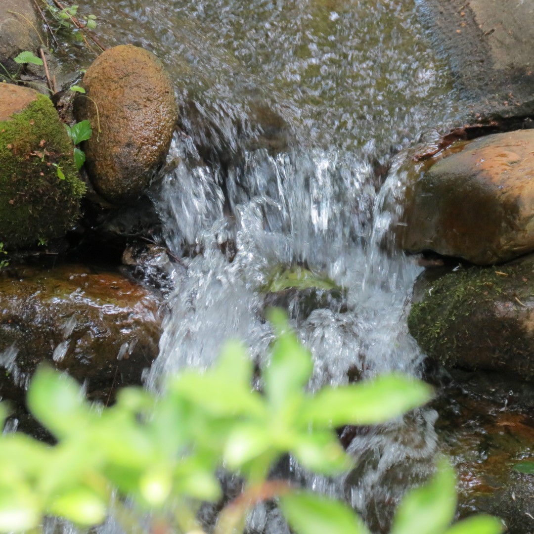 Georgia State Botanical Gardens near Athens  3 of 69 (#9162)