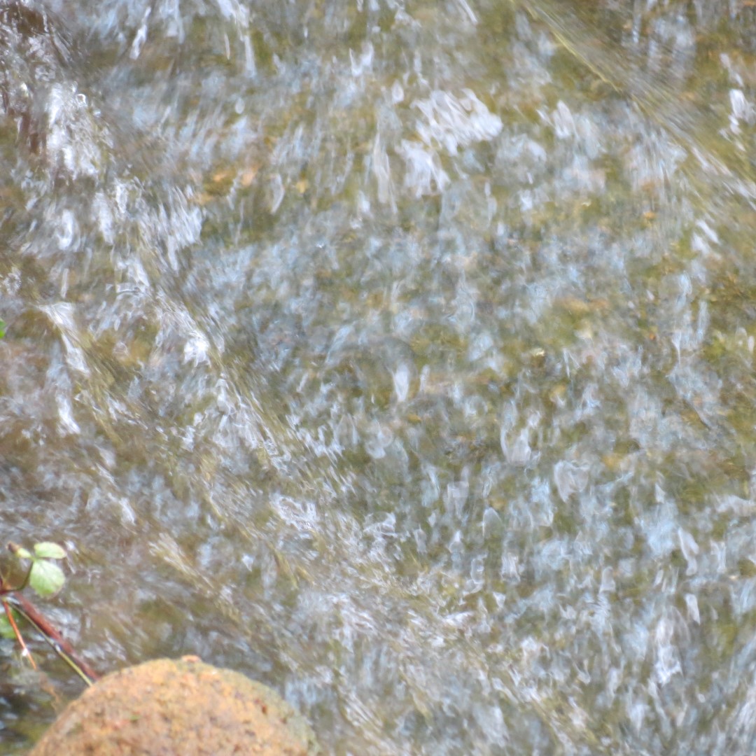 Georgia State Botanical Gardens near Athens  5 of 69 (#9164)