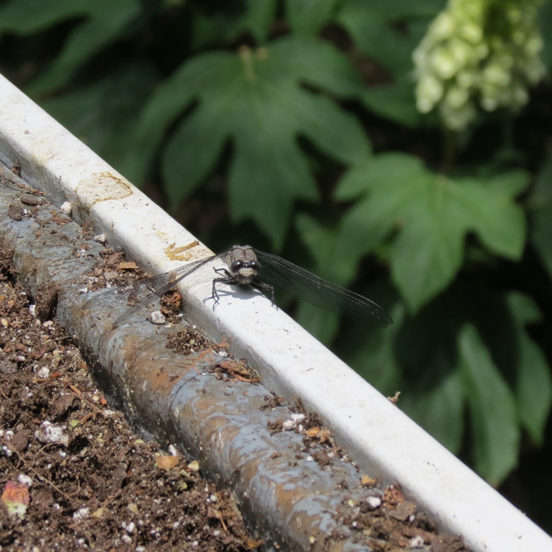 Georgia State Botanical Gardens near Athens  6 of 69 (#9165)