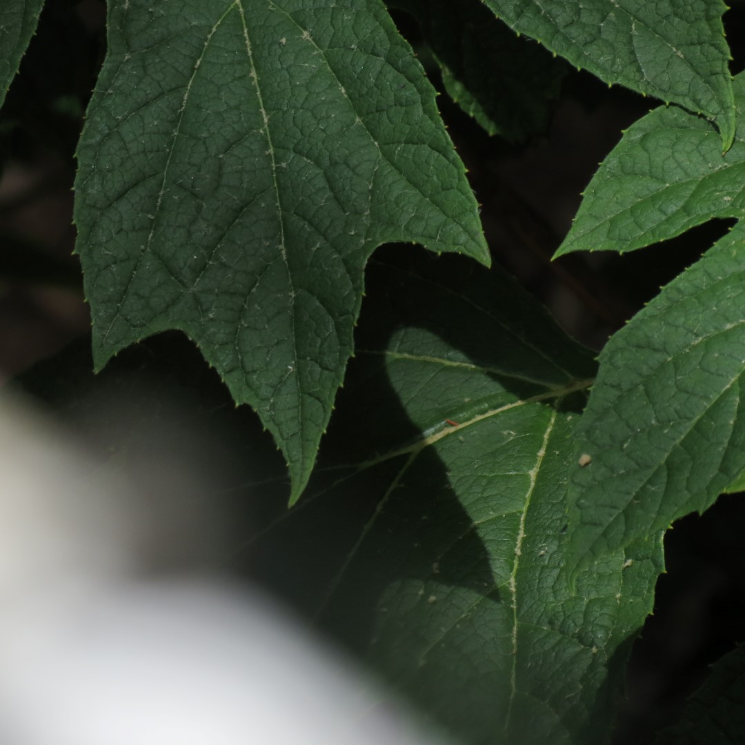 Georgia State Botanical Gardens near Athens  7 of 69 (#9166)