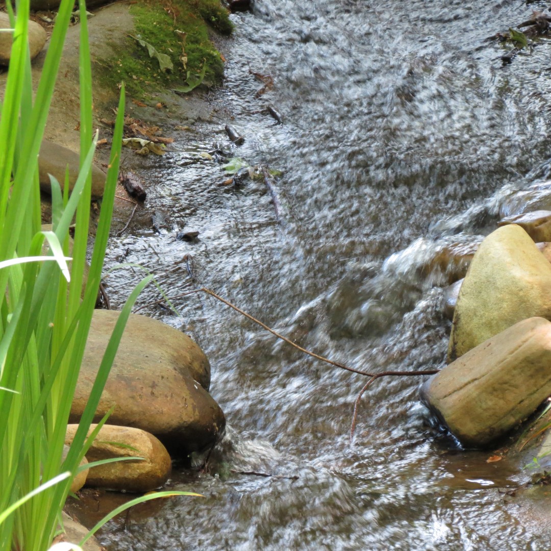 Georgia State Botanical Gardens near Athens  9 of 69 (#9168)