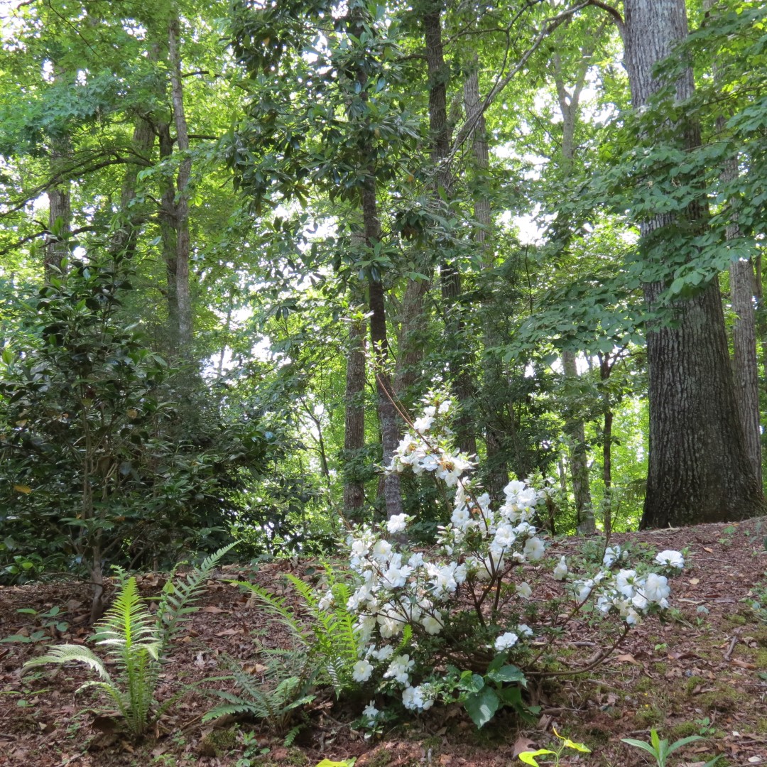 Georgia State Botanical Gardens near Athens 12 of 69 (#9171)