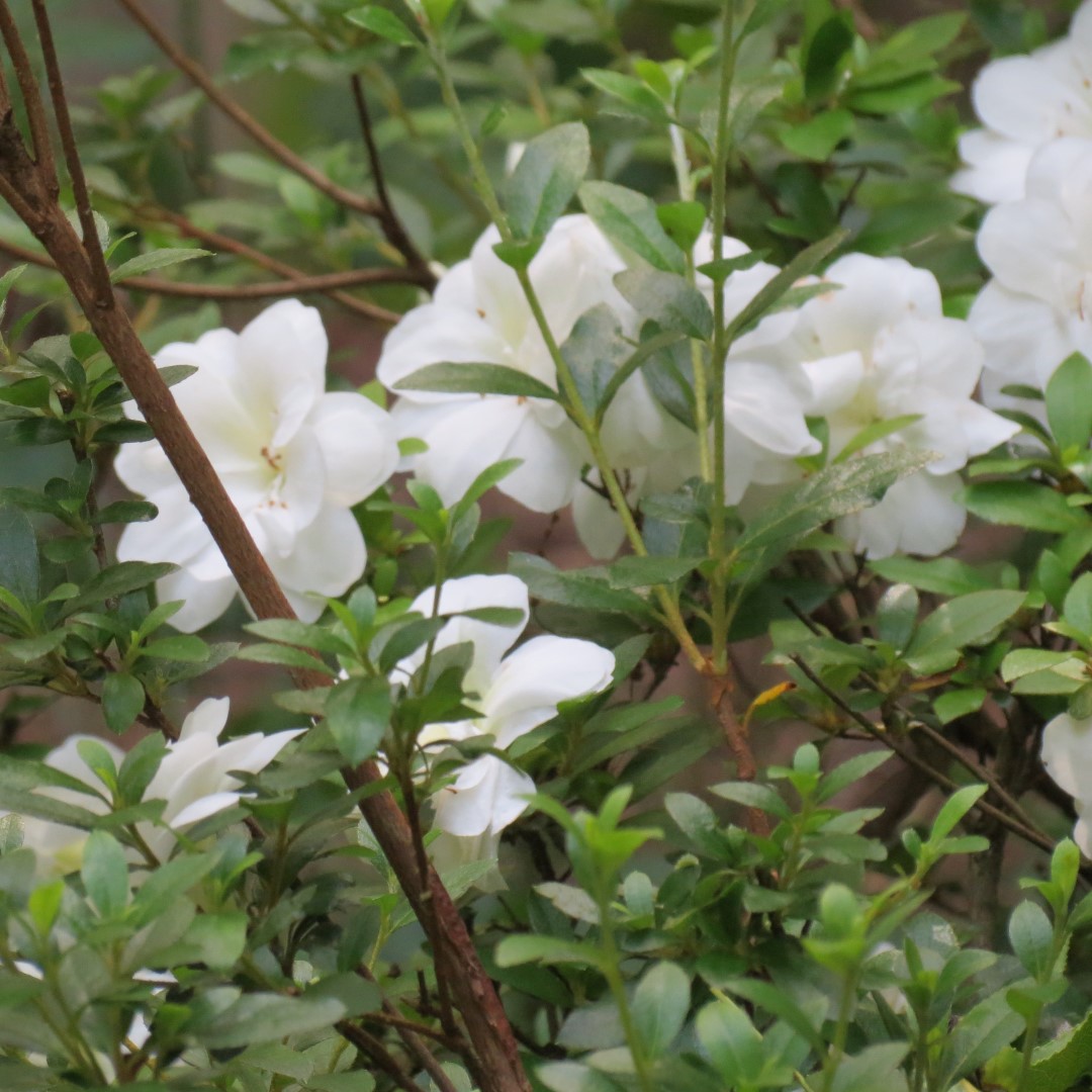 Georgia State Botanical Gardens near Athens 13 of 69 (#9172)