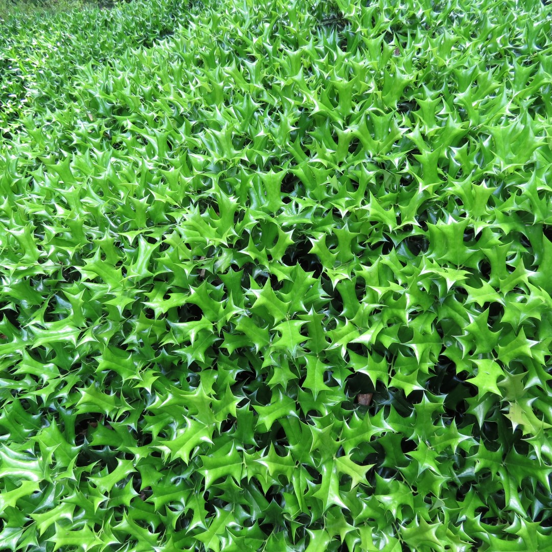 Georgia State Botanical Gardens near Athens 17 of 69 (#9176)