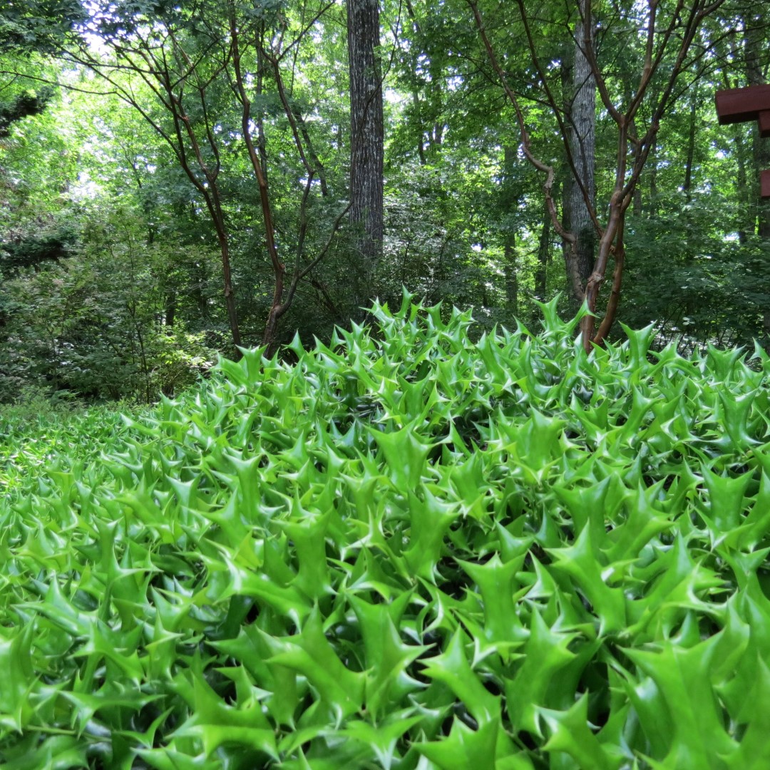 Georgia State Botanical Gardens near Athens 18 of 69 (#9177)