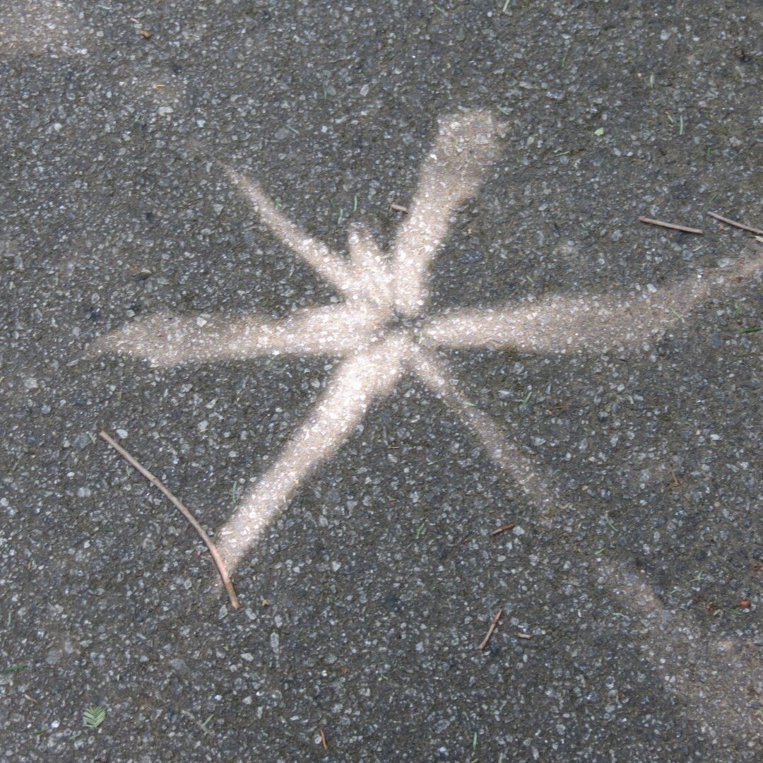 Georgia State Botanical Gardens near Athens (those are sunrays through trees!) 19 of 69 (#9178)