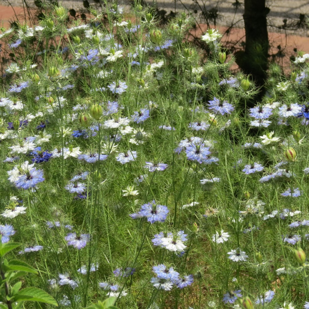 Georgia State Botanical Gardens near Athens 25 of 69 (#9184)