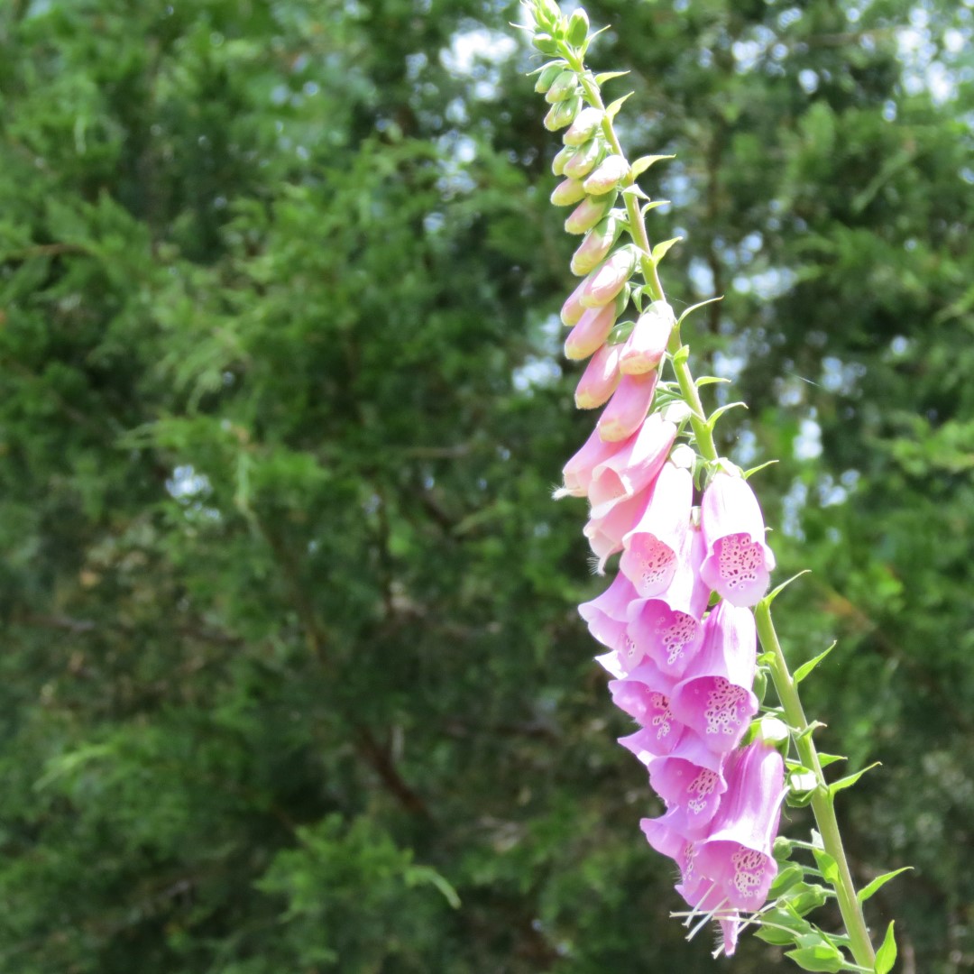 Georgia State Botanical Gardens near Athens 26 of 69 (#9185)