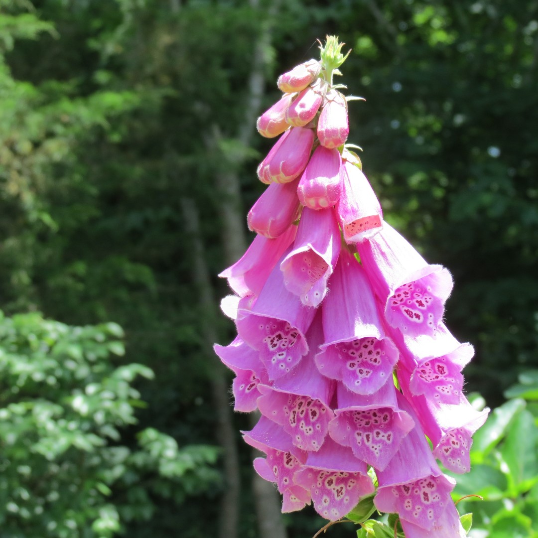 Georgia State Botanical Gardens near Athens 27 of 69 (#9186)