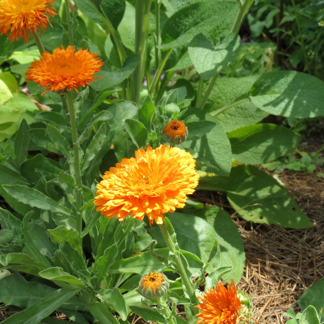 Georgia State Botanical Gardens near Athens 28 of 69 (#9187)