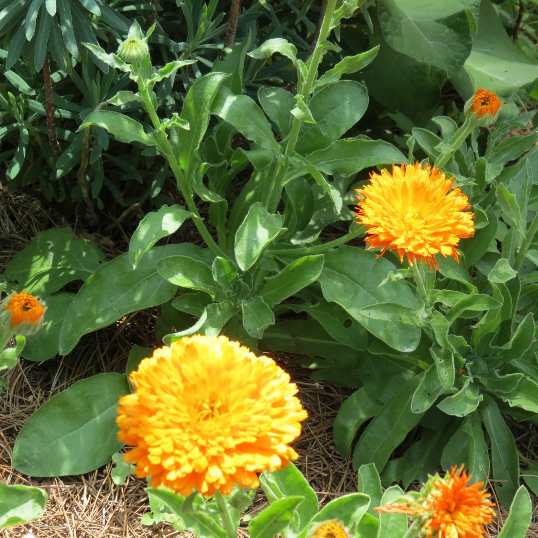 Georgia State Botanical Gardens near Athens 29 of 69 (#9188)