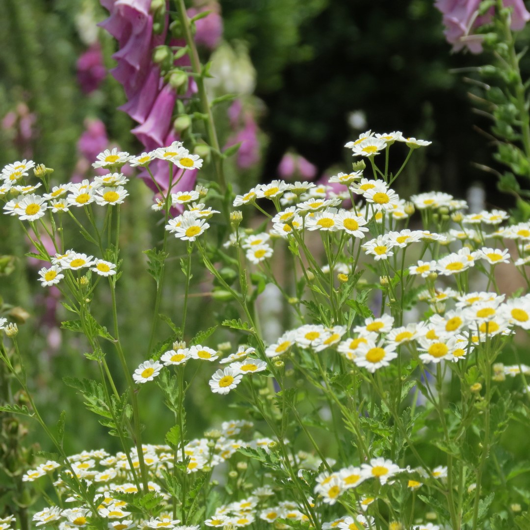 Georgia State Botanical Gardens near Athens 33 of 69 (#9192)