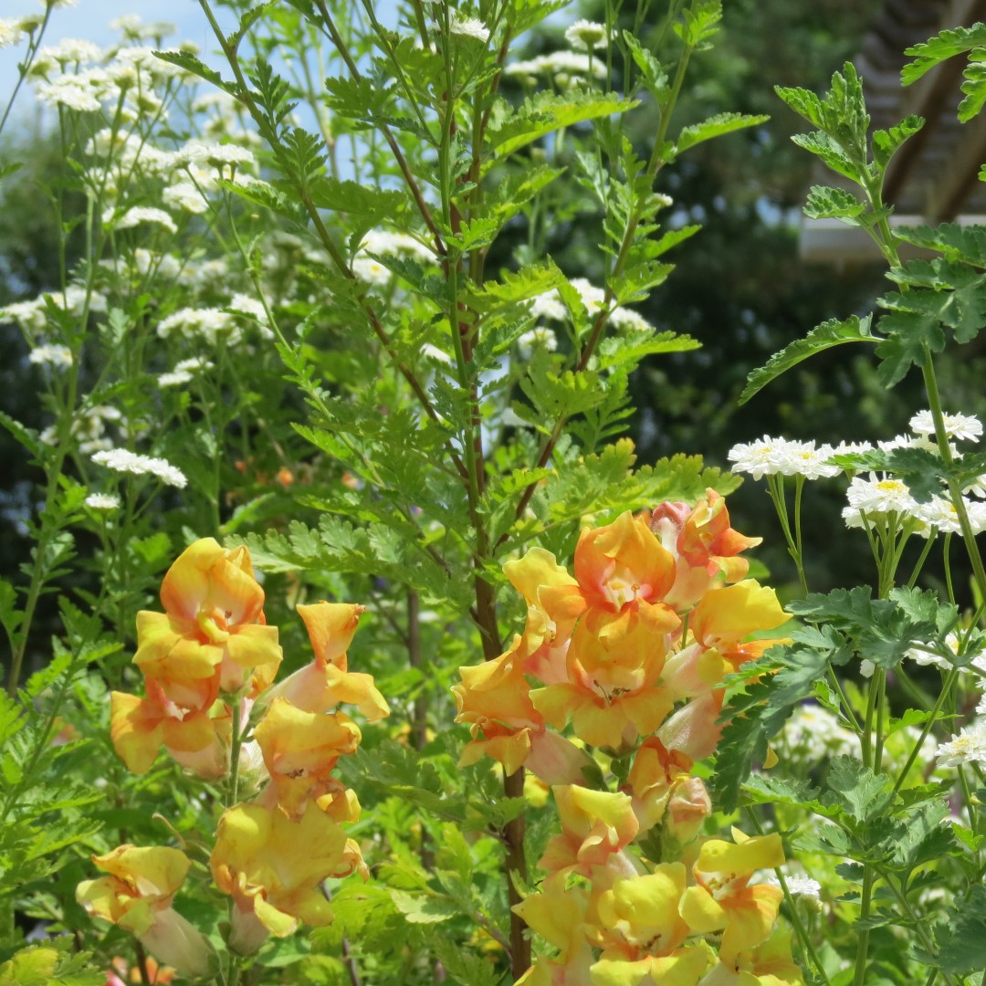 Georgia State Botanical Gardens near Athens 39 of 69 (#9198)