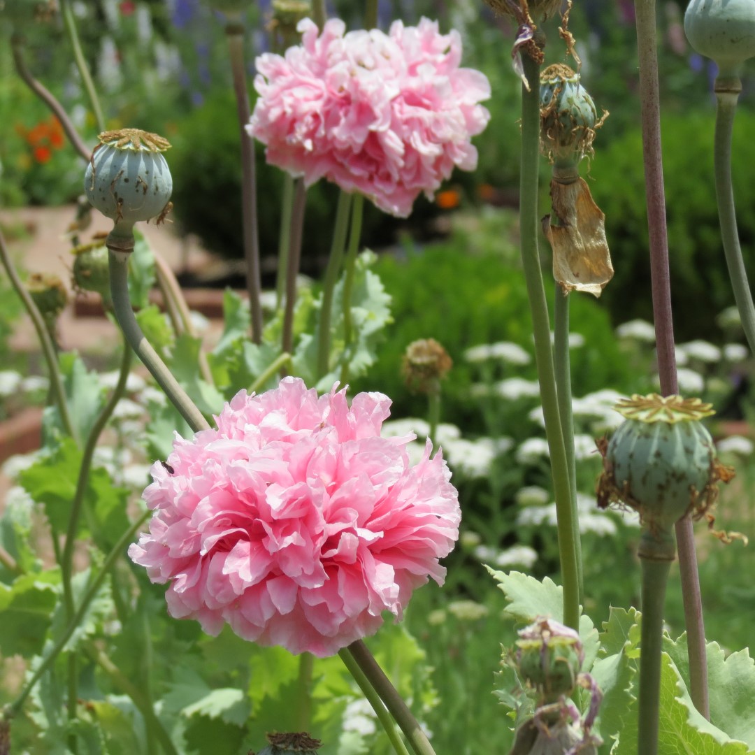 Georgia State Botanical Gardens near Athens 45 of 69 (#9204)