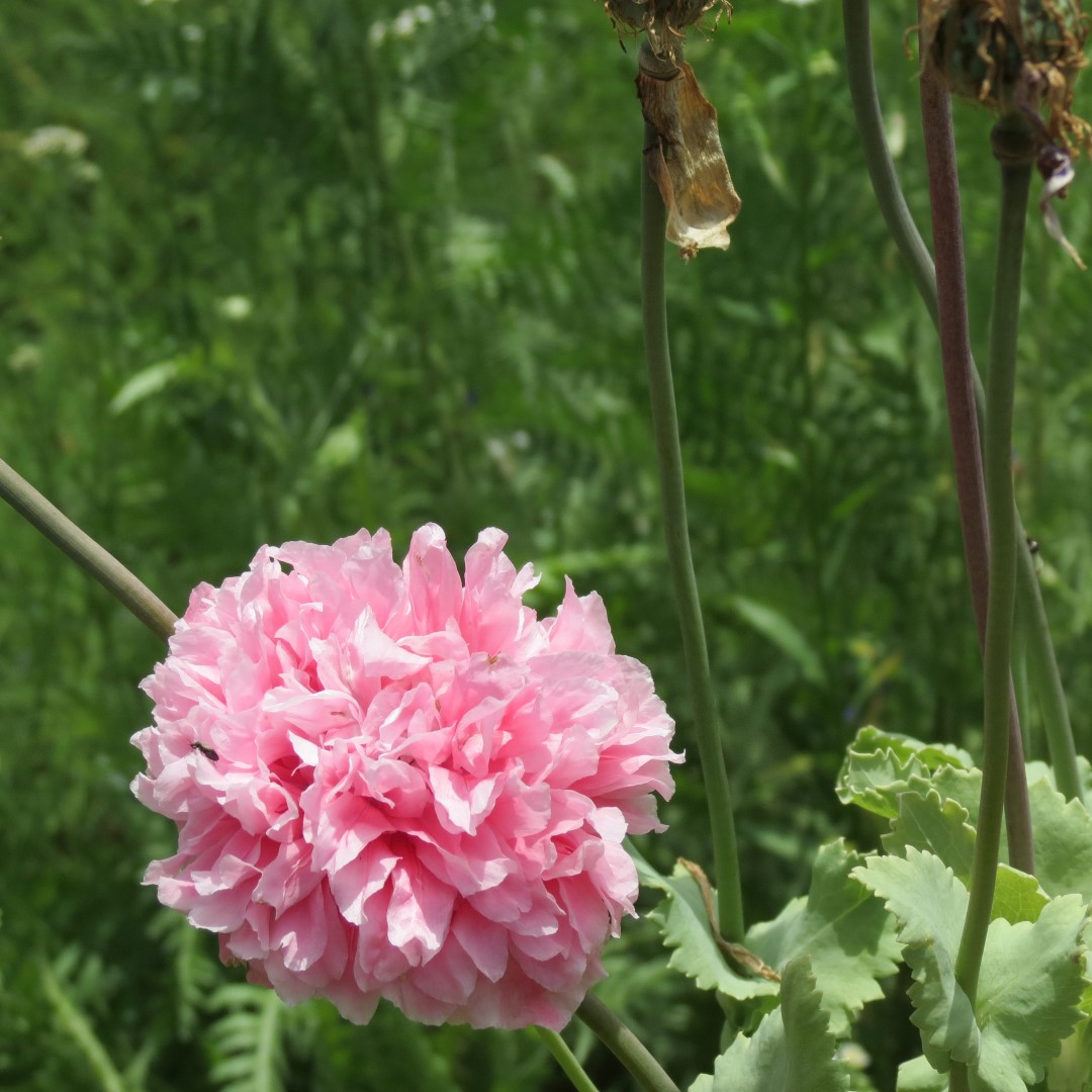 Georgia State Botanical Gardens near Athens 46 of 69 (#9205)