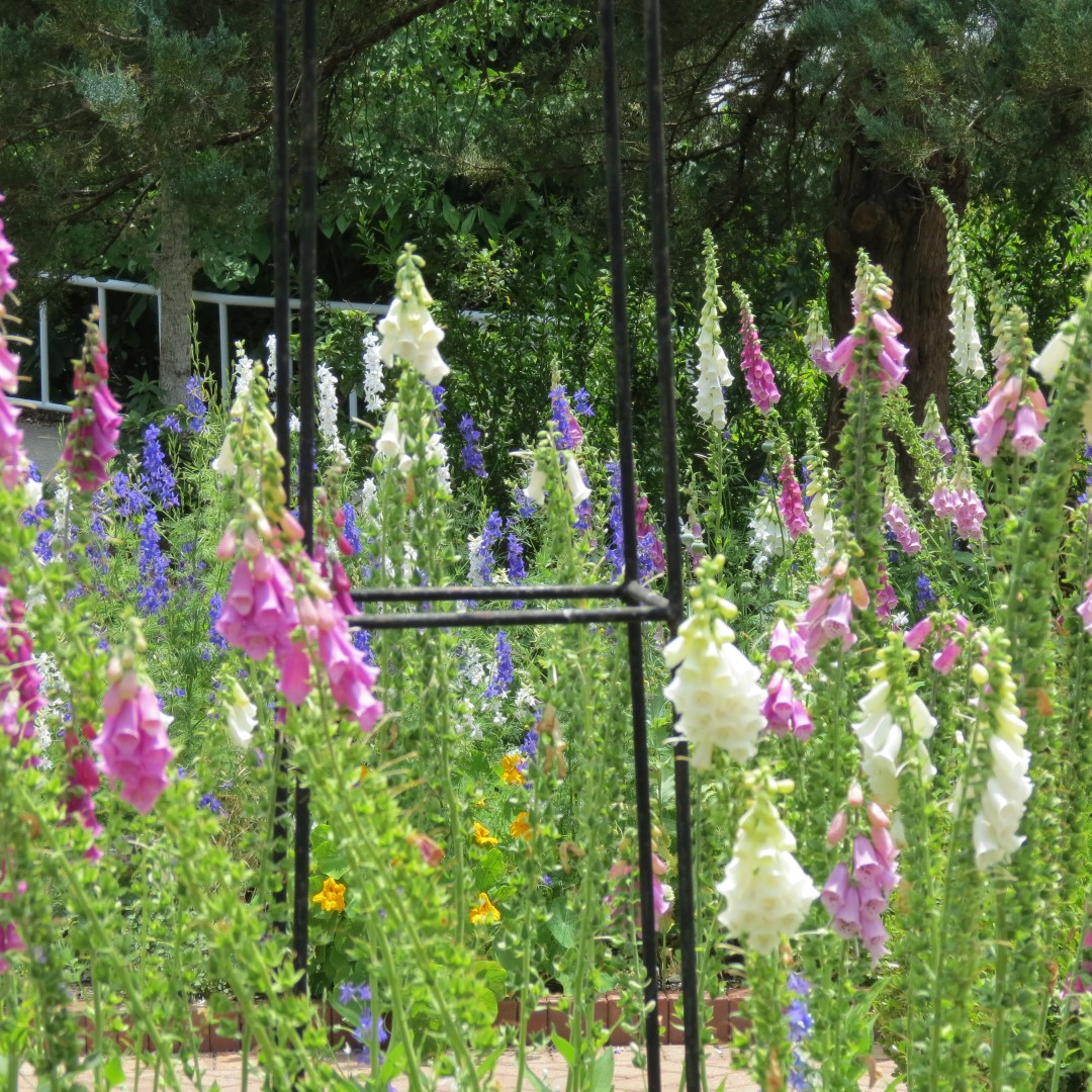 Georgia State Botanical Gardens near Athens 47 of 69 (#9206)