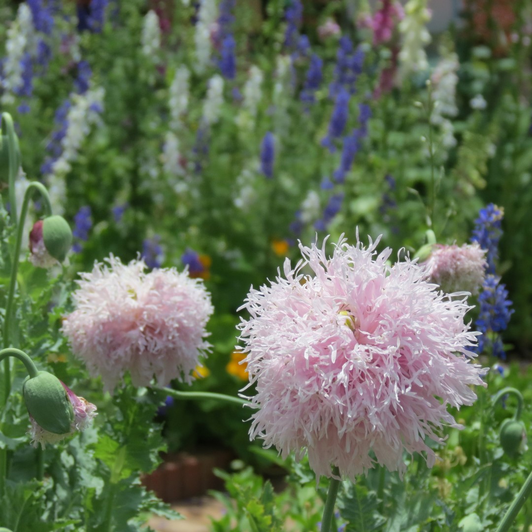 Georgia State Botanical Gardens near Athens 49 of 69 (#9208)