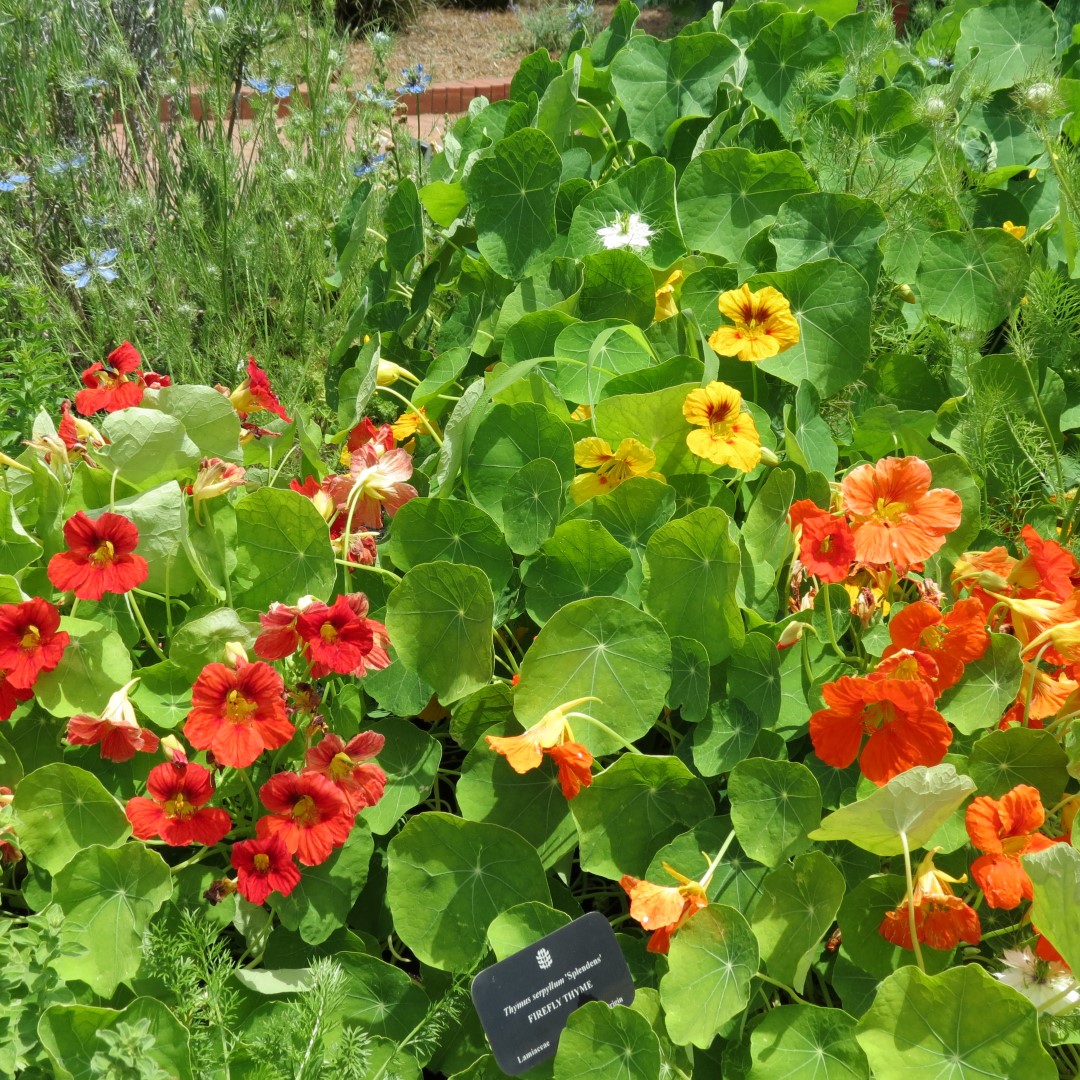 Georgia State Botanical Gardens near Athens 50 of 69 (#9209)